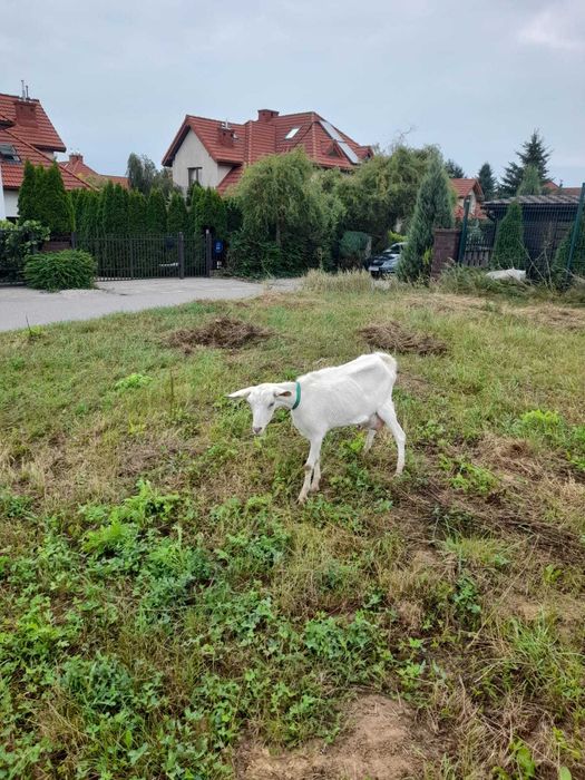 Sprzedam kozę saaneńska