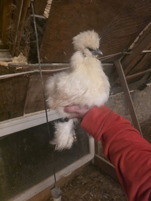 Kury rosy kury silki kury araukany naturalne ekologiczne kury