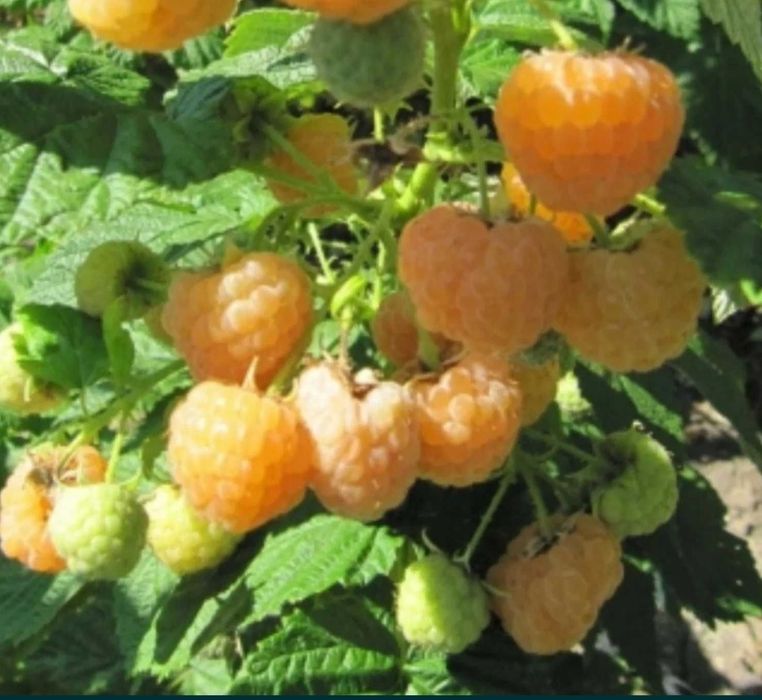 Ремонтантна малина