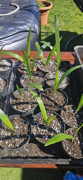 Sadzonki palmy Trachycarpus fortunei
