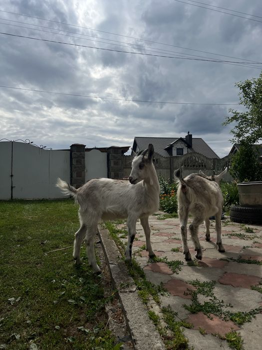 Козенята на утримання