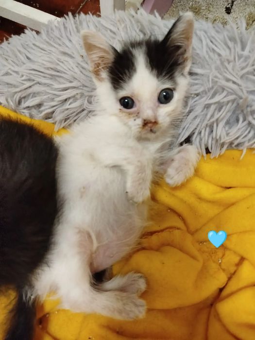 Gatinhos bebés para adoção
