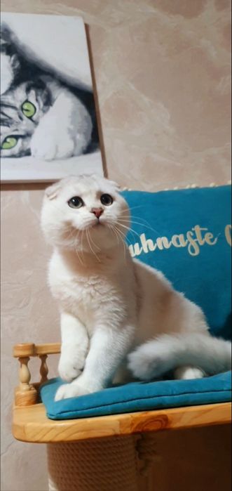 висловухий шиншила ns12 котик