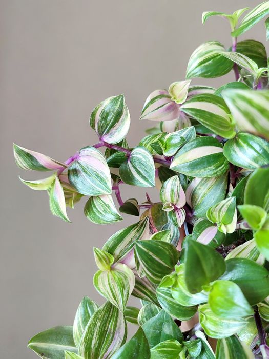 Традесканция Квадриколор Quadricolor вариегатная розовая зеленая