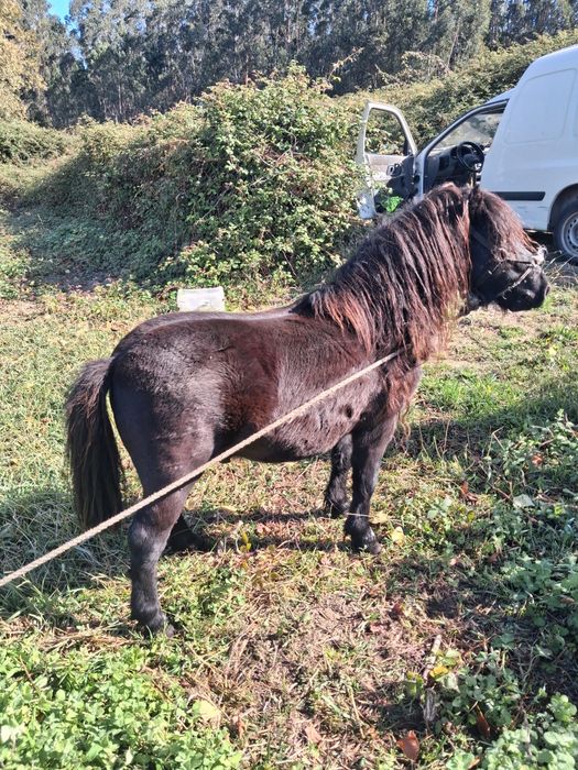 Ponei macho preto
