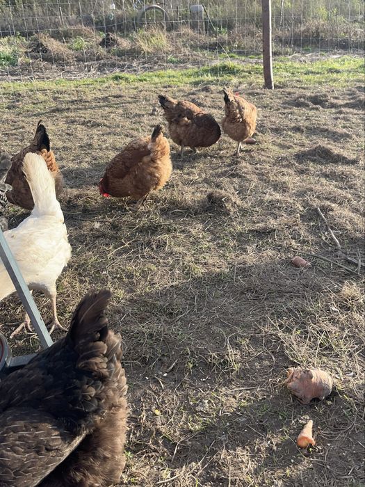 Sprzedam jaka legowe