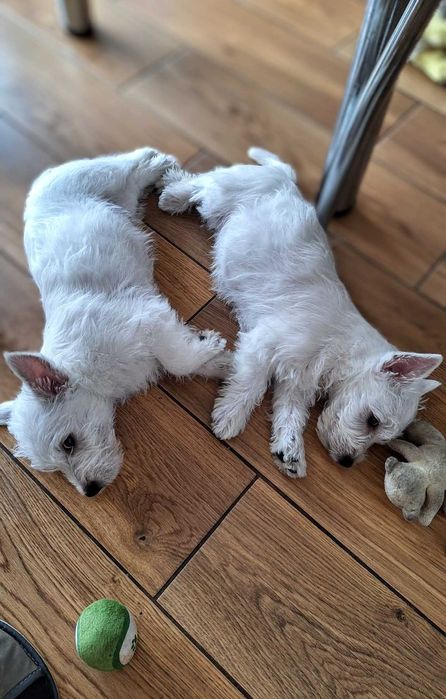 West Highland White terrier chłopiec ostatni.