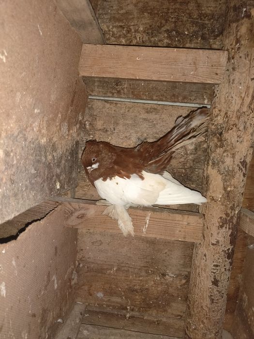 Sprzedam kilka gołębi ozdobnych