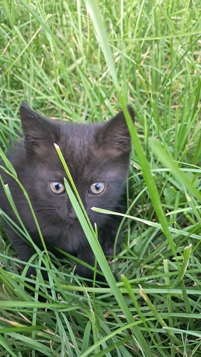 Кошенята в хороші руки