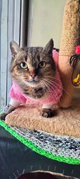 Найкраща кішка шукає дім!