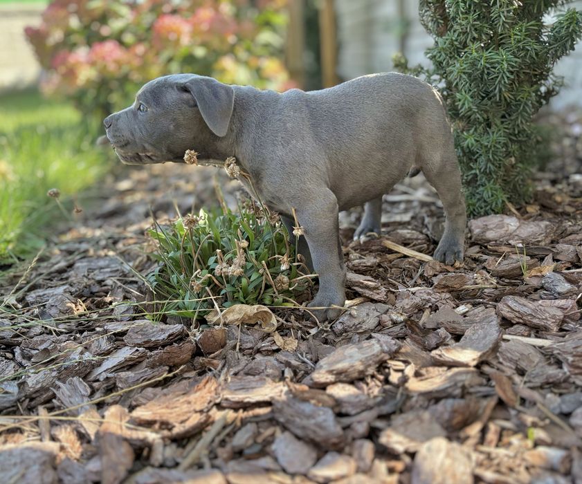 Staffordshire Bull Terrier -Staffik