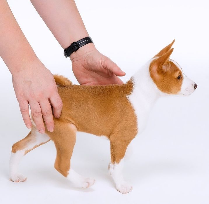 Щенок басенджи девочка 2024