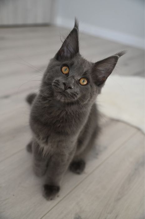 Kotka Maine Coon