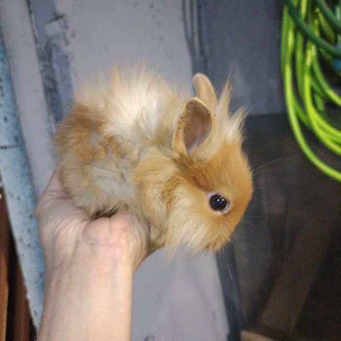 Królik miniaturka  lwi młode