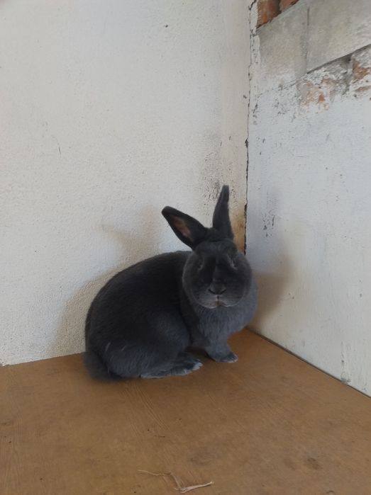 Króliki Wiedeński Niebieski Wysyłka