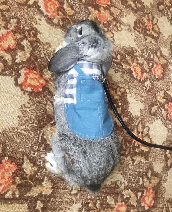 Одяг - повідок для кролика