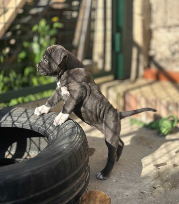 АСТ АМСАТФФ цуценя Щенки амстафф АСТ Стаффордширський тер'єр