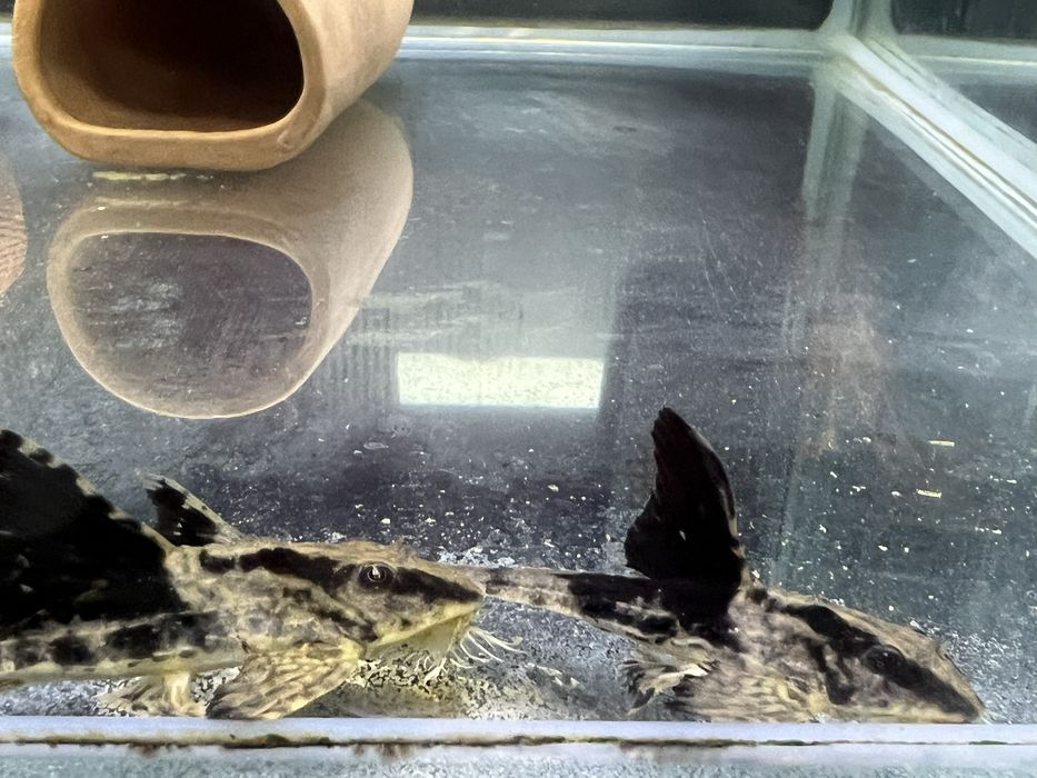 Loricaria Rio Atabapo