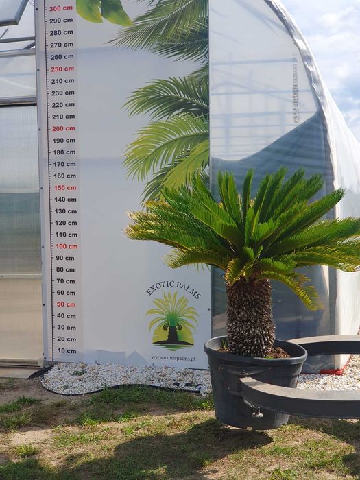 Cycas revoluta, sagowiec,palma