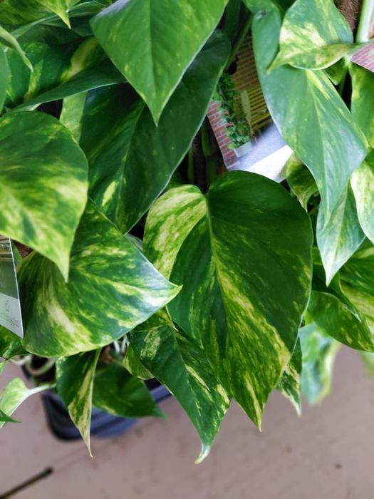 Epipremnum Mosstok Scindapsus na paliku. 60cm - WYSYŁKA