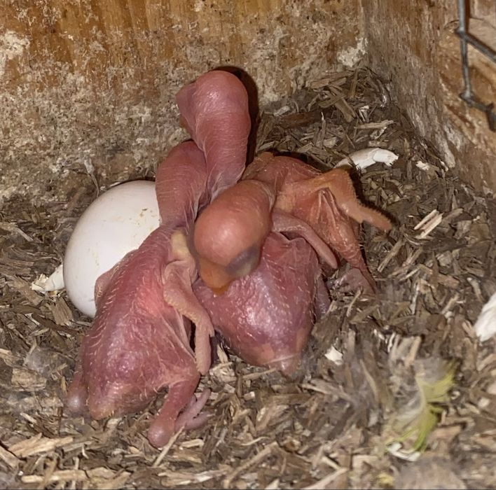 Ring Neckes para criar á mão