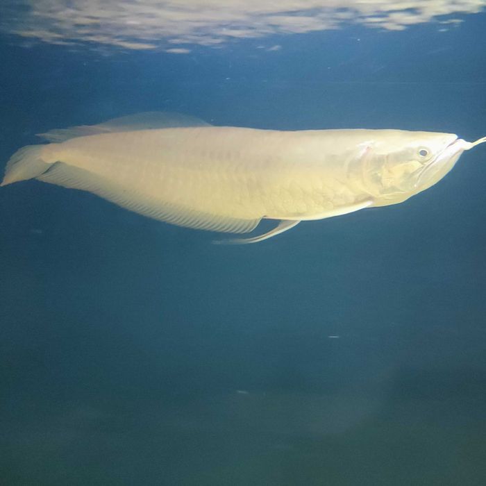 Arowana srebrna albino 40-50 cm