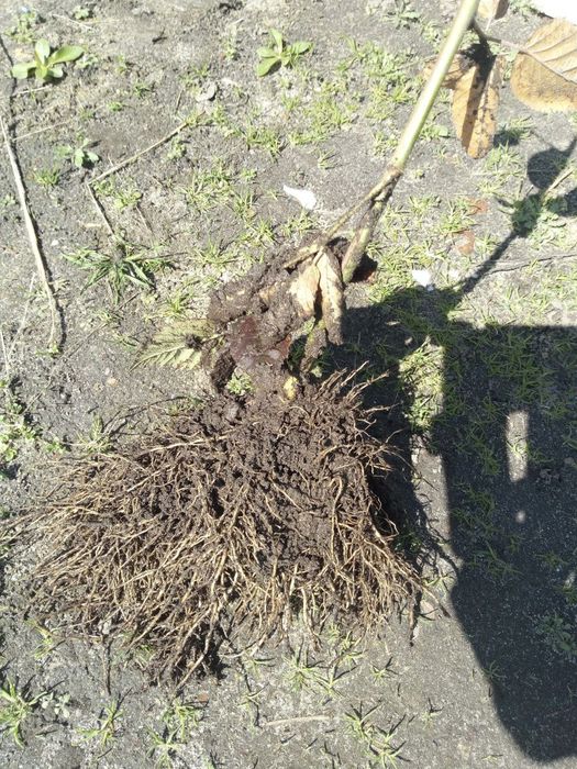 Саджанці ожини безколючкової