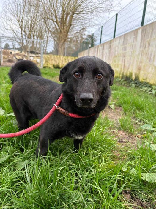 Cao para adoçao (Mickey)