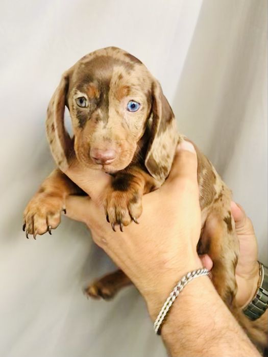 Teckel choco Merle femea OLHOS AZUIS