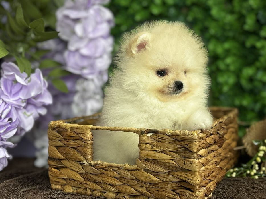 Міні дівчинка крем