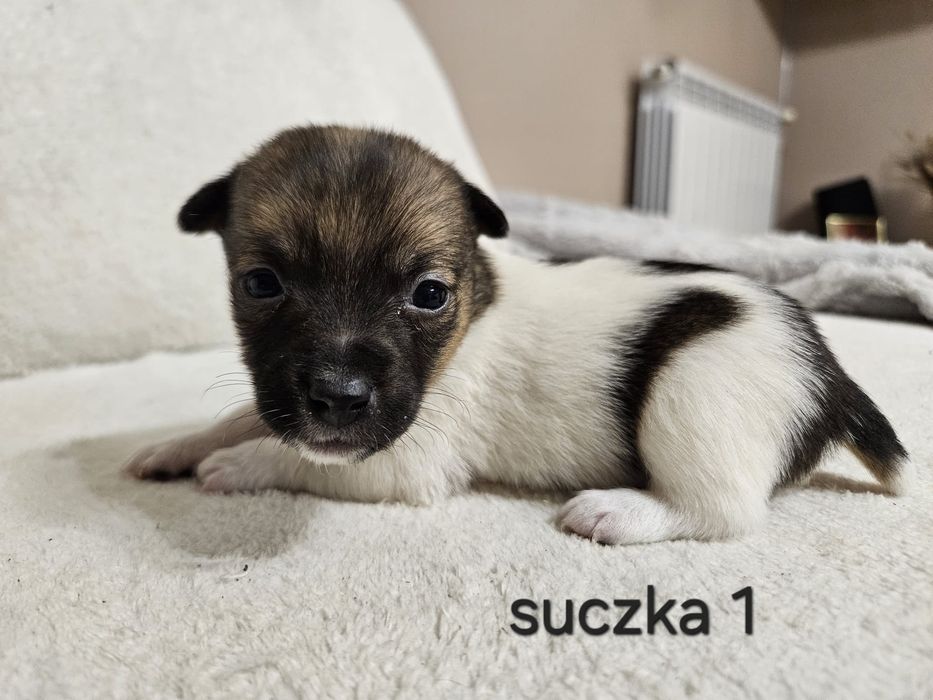 Słodka Suczka Jack Russell Terrier