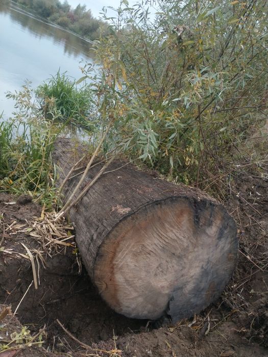 Продам  Морений дуб