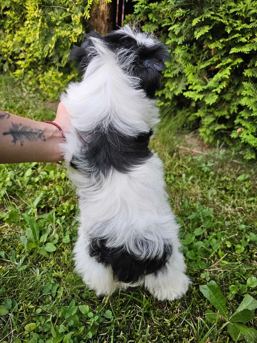 Biewer Yorkshire Terrier Chłopiec