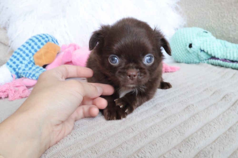 Chihuahua  Mini. Menina de pēlo longo de olhos Verdes . Cabeça maçã perfeita!