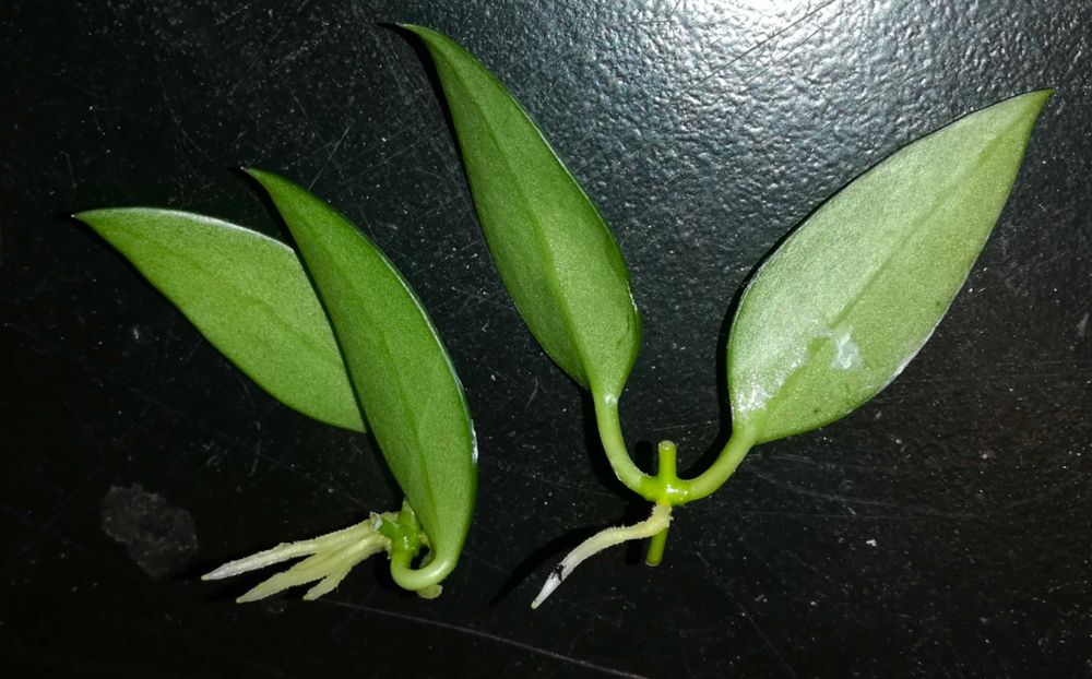 Hoya hoja hoia leytensis unikatowa roślina rzadka kolekcjonerska