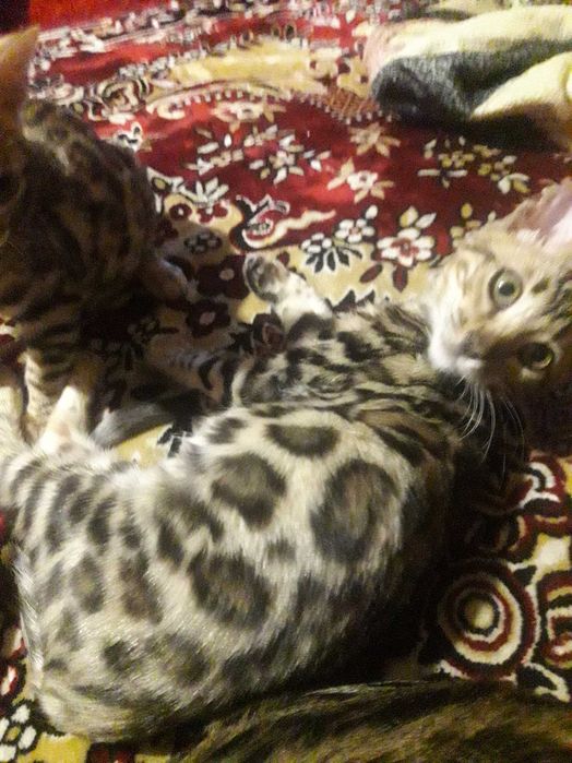 Котенята бенгали