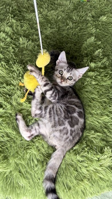 Котенок бенгальской породы