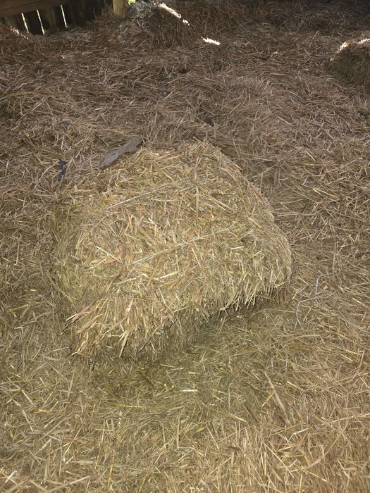 Słoma oraz siano luzem darmo