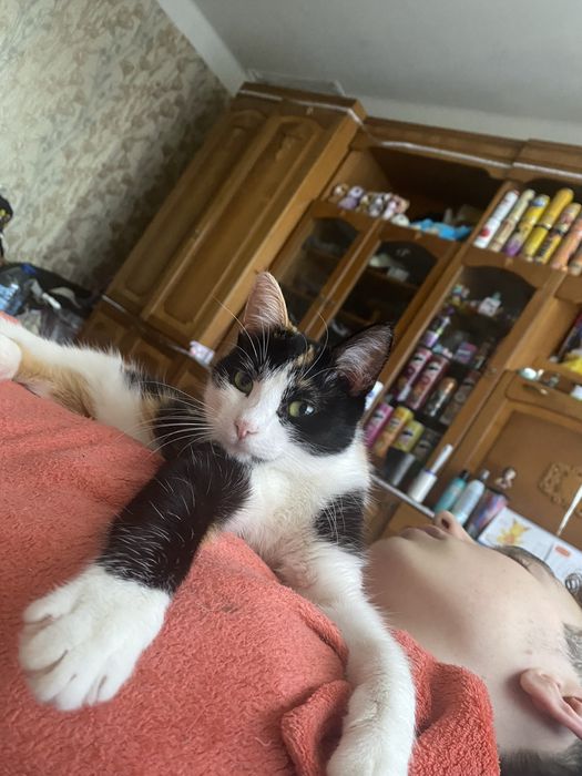 Зникла кішка