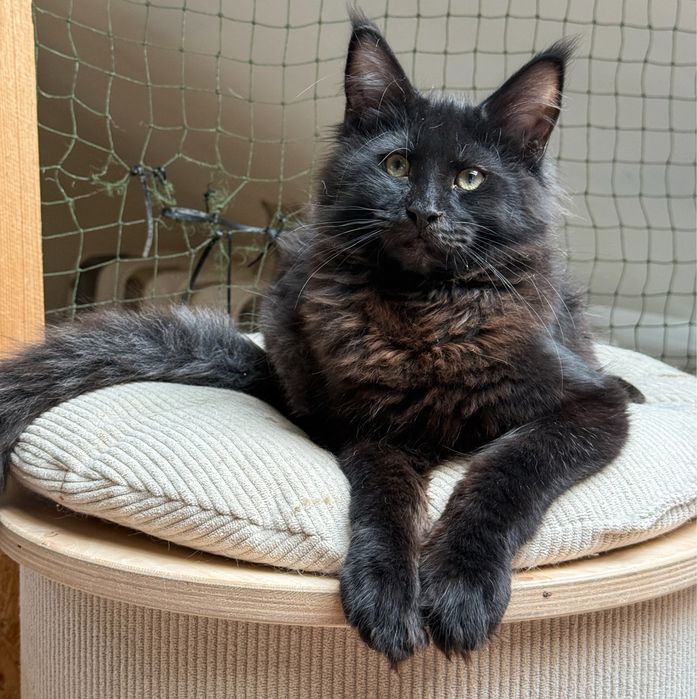 Czarny kocurek Maine Coon