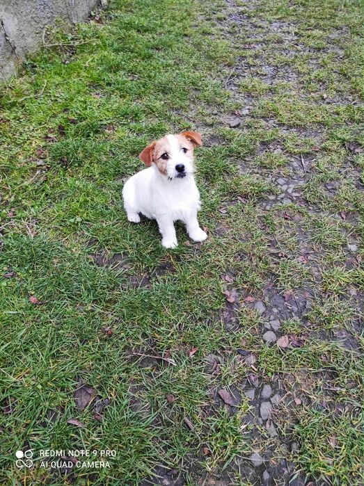 Suczka Jack Russell Terrier