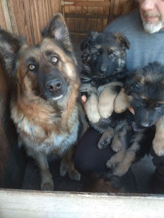 Продам цуценят нім вівчарки