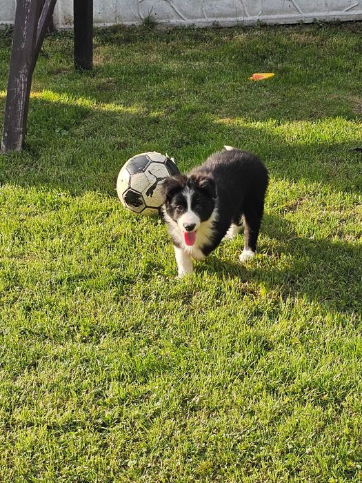 Border collie - gotowy do zmiany domku