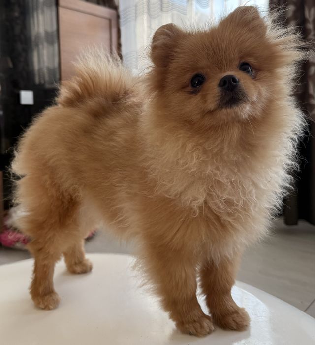 Szpic miniaturowy pomeranian suczka ZKwP FCI