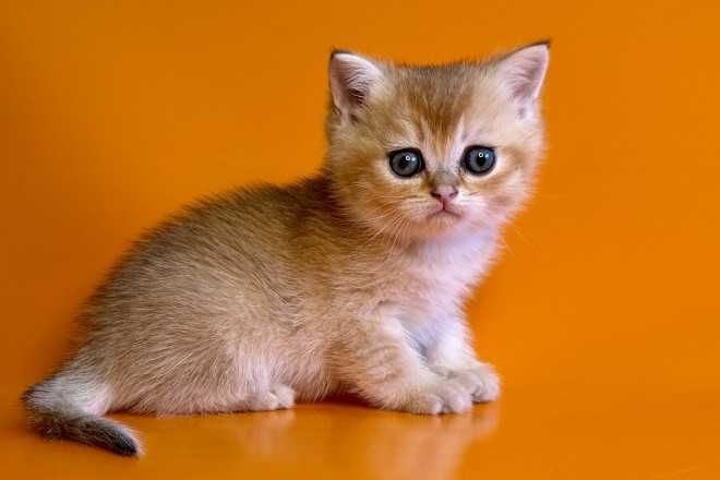 Кошенята, "шиншили", "чеширські коти" та інші