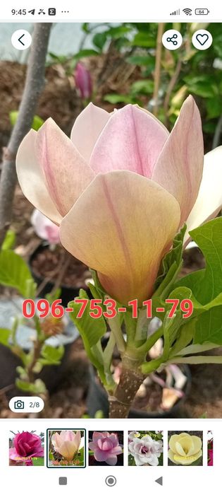 Хурма Ківі Черешня Персик Яблуня Груша Абрикоса Магнолія Рододендрон