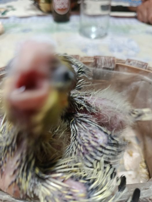 Caturras bebés a serem criadas