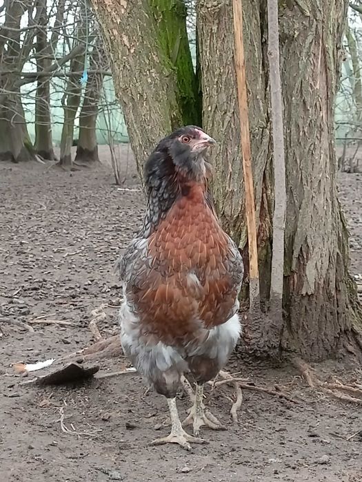 Jaja lęgowe araukana