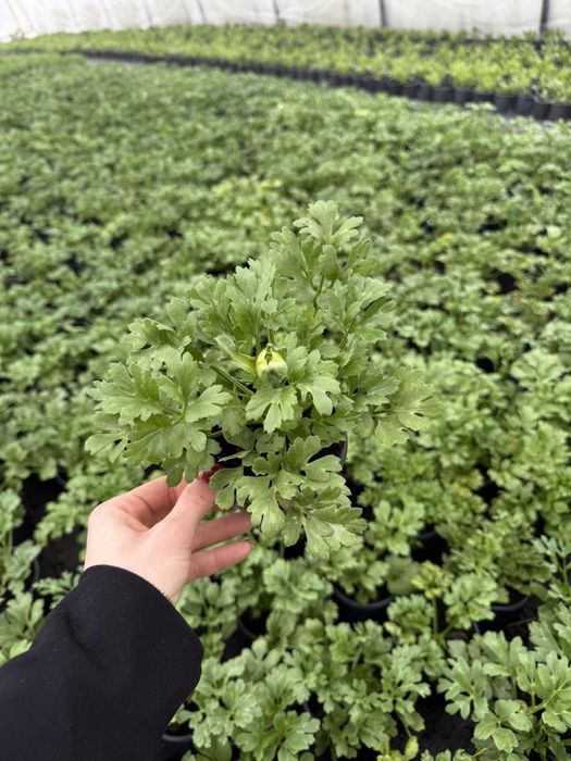 Є в наявності лютики в бутоні