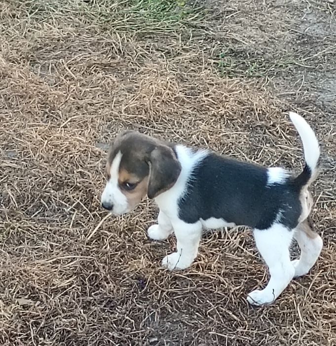 Śliczny piesek- Beagle